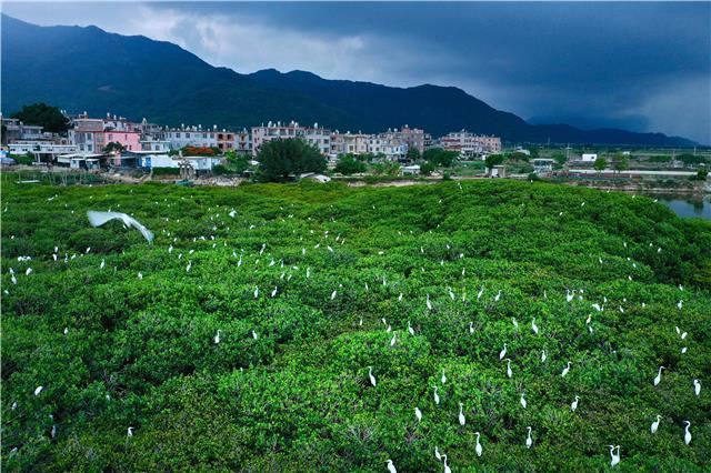 福建云霄：鹭鸟云集红树林