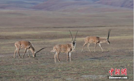 Tibetan antelopes in China no longer 'endangered'