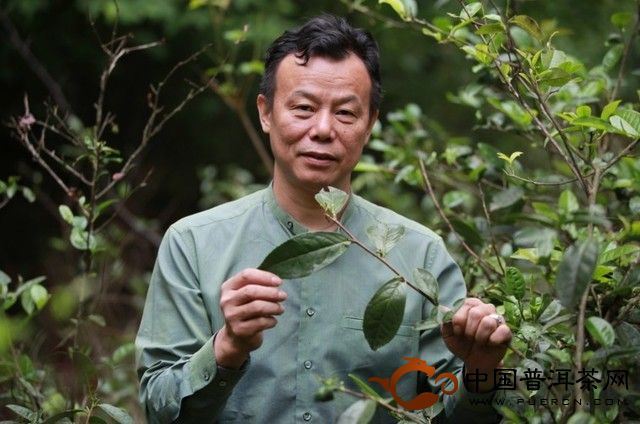 匠心传承 独特“香韵”中国黑茶香飘世界