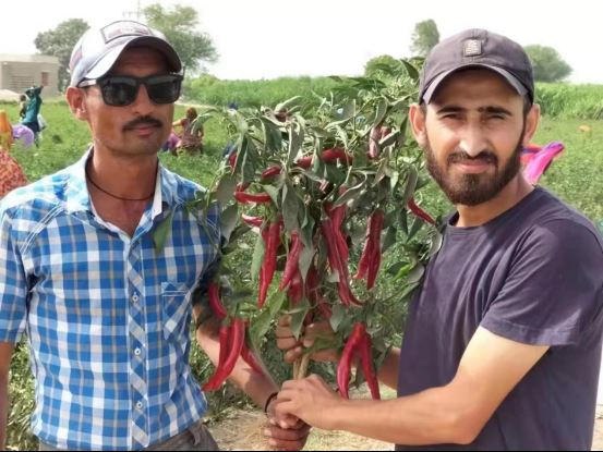 中国辣椒为巴基斯坦农户带来“火红”生活