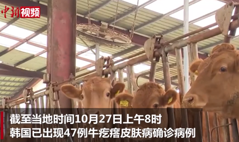 韩国采取多项措施遏制牛疙瘩皮肤病疫情扩散