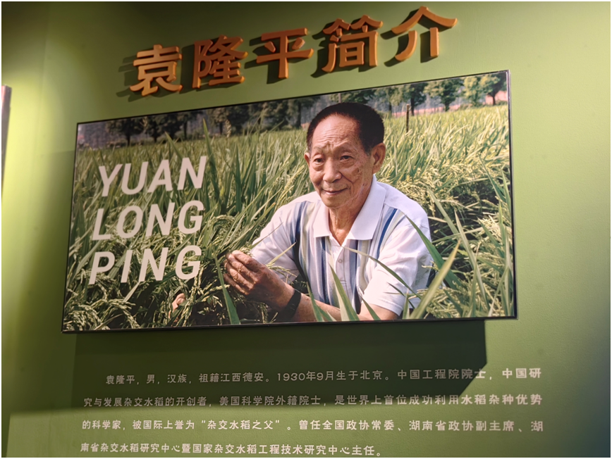 袁隆平杂交水稻科学园：揭秘世界粮食之巅