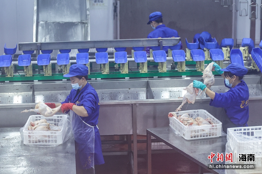 侨见海南自贸港：海南原料，全球市场