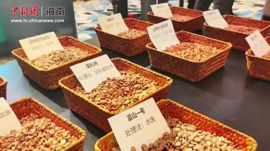 侨见海南自贸港：兴隆咖啡飘出“产业醇香”