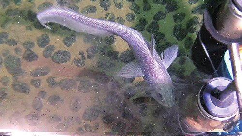 蛟龙号下潜5000米拍摄海底稀奇大型生物(图)
