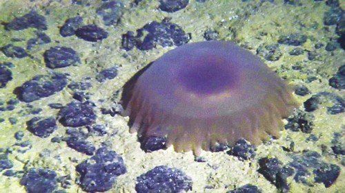 蛟龙号下潜5000米拍摄海底稀奇大型生物(图)