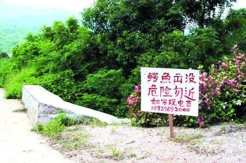 广东汕头否认数千条鳄鱼外逃 已抓捕19条(图)
