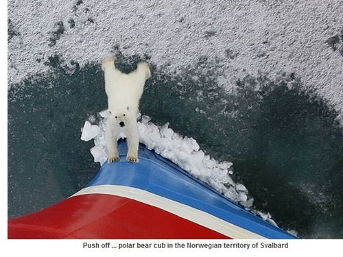 北极熊“挡”破冰船 做推船动作似下逐客令(图)