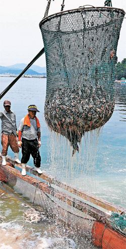 赤潮再加上死鱼导致南海正在腐烂