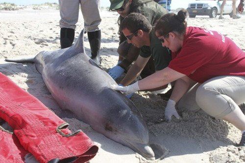 数百头海豚搁浅美国海滩 官方担忧病毒感染人类