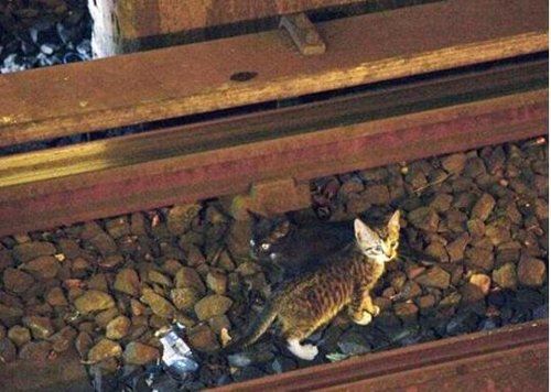 纽约地铁为两只猫停运90分钟被乘客质疑(组图)