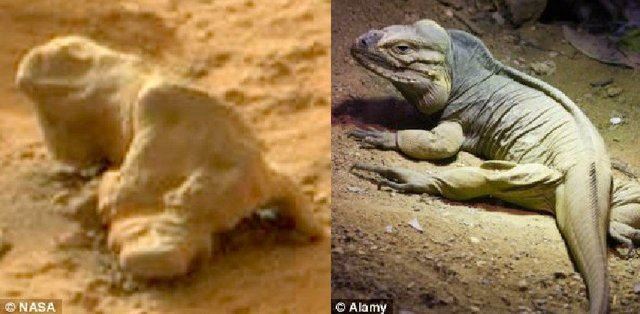 美国宇航局公开档案中发现“火星蜥蜴”