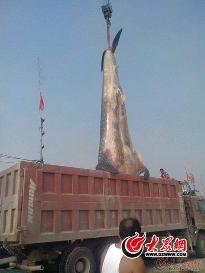 山东渔民海上捕获2万斤重特大鲨鱼 20万售出