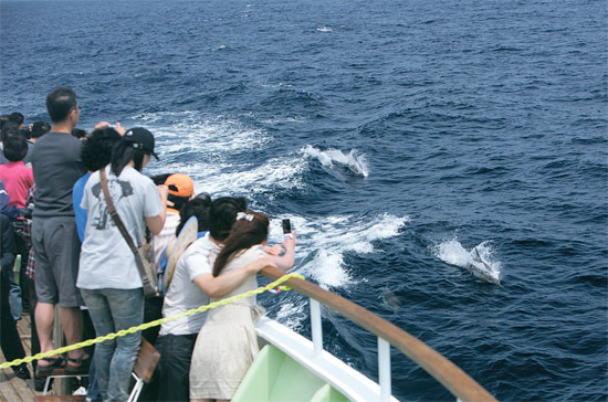 断绝捕鲸的长生浦港以“鲸鱼旅游”重现辉煌