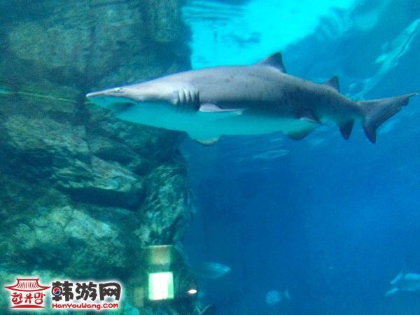 首尔市江南区的COEX水族馆2014春节期间外国人优惠30%