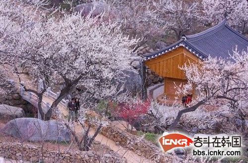 2014年韩国各地春季庆典樱花节地点以及时间表（不断更新）