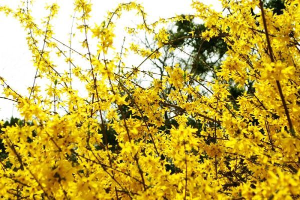 韩国迎春花和金达莱今年预计将比往年提前1至3天开花