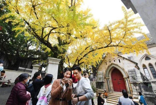 一树灿然、满地金黄！福州烟台山将打造成历史文化名片