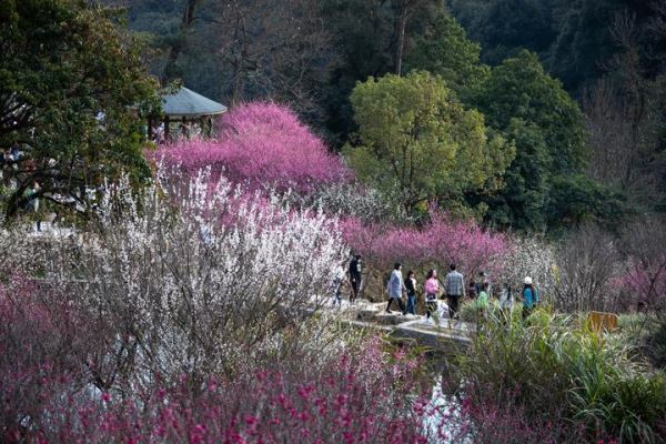 福州鼓山梅里景区梅花开放