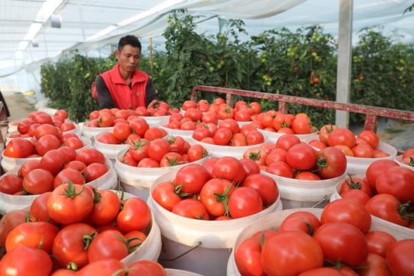 福建宁化：西红柿喜获丰收