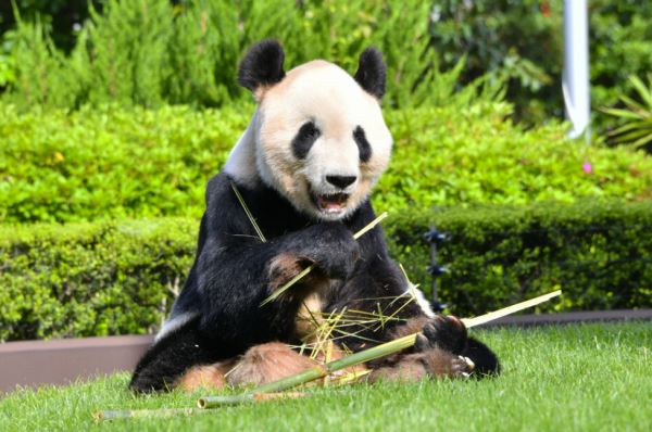 3只旅日熊猫明年返回中国 日本园区致谢：它为中日合作研究做出巨大贡献