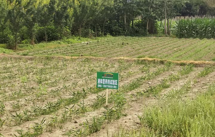 韩国有机液体肥料正式落户彭州隆丰镇集贤村实验基地
