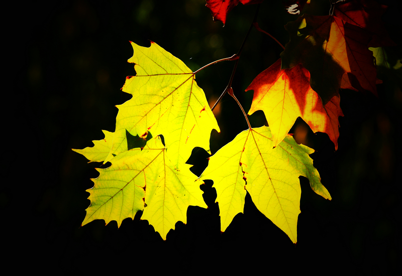 刘印摄影作品欣赏《光影之魅》