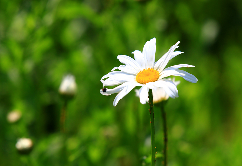 刘印摄影作品展《白顶飞蓬》