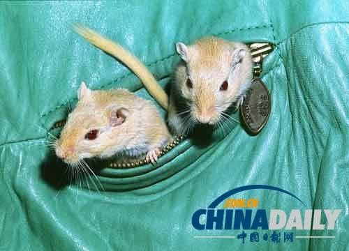 美国一空姐被举报将宠物鼠藏在内衣中登飞机