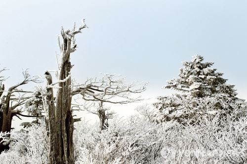 太白山雪景礼赞