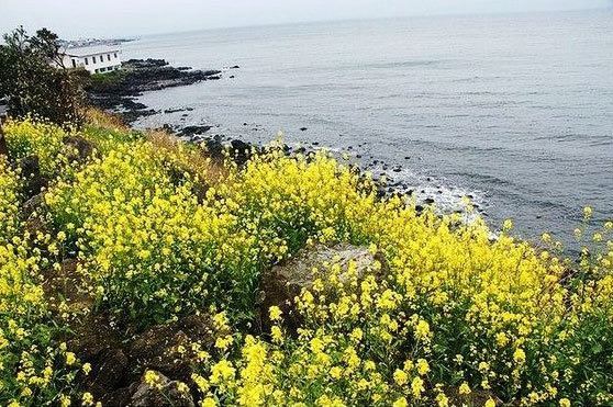 面朝大海春暖花开 韩国济州岛油菜花