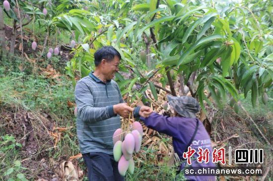 会东县发展特色产业带动农民致富。(会东县委宣传部供图) 会东县发展特色产业带动农民致富。(会东县委宣传部供图)