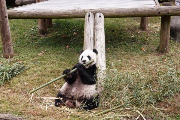 美动物园宣布归还大熊猫 当地民众难掩失落：会去和它们告别